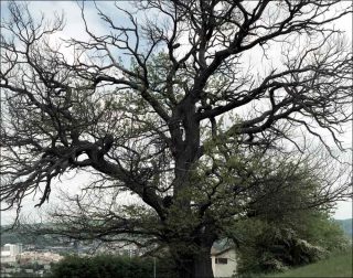 Sans titre (Les Paysages), photo, Valérie Jouve