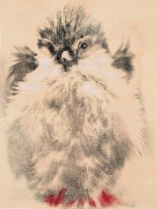 Jean Luc Verna, dessins, oiseaux