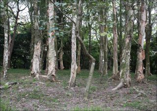 Imago, photo, Thaïva Ouaki