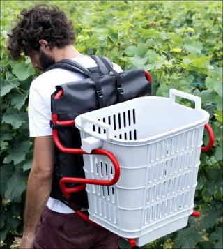 Sara de Campos, Uva, 2018