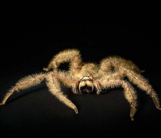 Tomás Saraceno, Arachnid Orchestra - Jam Sessions, Singapour, 2015