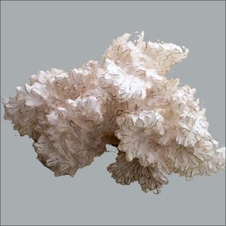 Ayala Serfaty, Soma - Once, 2018