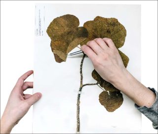 Alexandra Daisy Ginsberg, Resurrecting the Sublime, 2018-2019