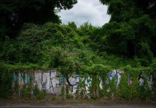 Régis Feugère, série Adventices, 2018 - 2019.