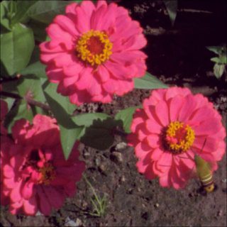 Ana Vaz, Atomic Garden (capture), 2018.