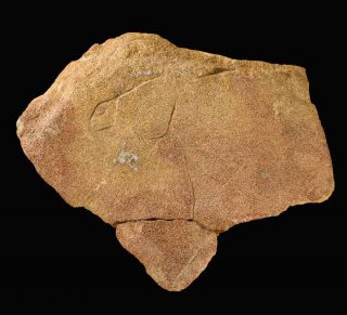 Bloc gravé figurant un cheval, époque Magdalénienne, vers -15000 ans.