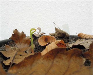 Guillaume Barth, Jeune pousse, 2016.