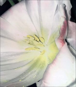 Laëtitia Badaut Haussmann, Tulip, 2019.