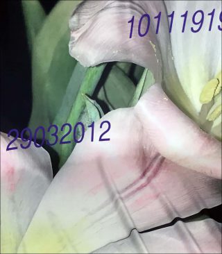 Laëtitia Badaut Haussmann, Tulip, 2019.
