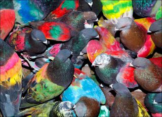 Ricardo Cases, Paloma al aire, 2011.