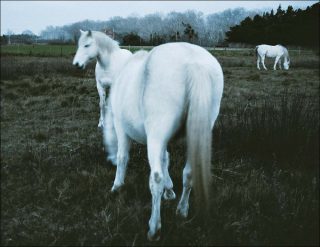 Amaury da Cunha, Demeure, 2000-2018.