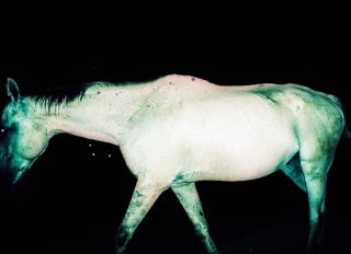 Gaël Bonnefon, Sans titre.