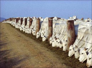 Hans Silvester. La planète affolée.