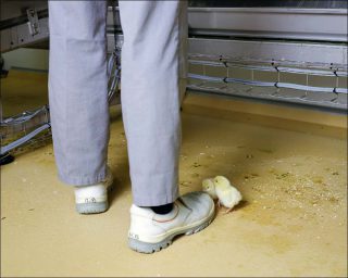 Henk Wildschut, Verbeek Hatchery, Zeewolde, july 2012, série Food.