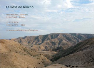 Aurélia Zahedi, La Rose de Jéricho, série Cartes postales, 2018.