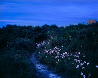 Bruno Serralongue, Chemin à l'aube 1, Calais, juillet 2006.