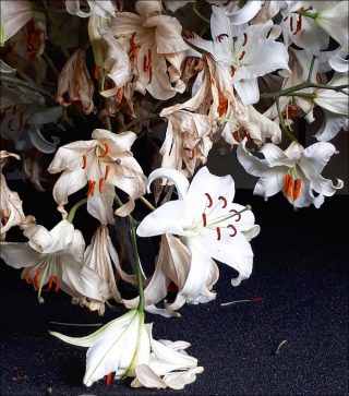 Laurent Goumarre, YSL (détail), 2019.