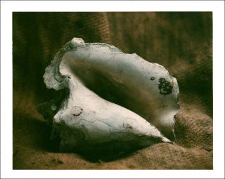 Jean-François Bauret, Coquillage, 1980.