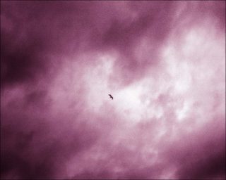 Marine Lanier, Les Oiseaux, Le Capitaine de vaisseau, 2014.