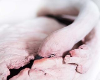 Emma Perrochon, Oologie #2, 2018.