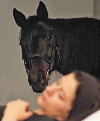 Art Orienté Objet, Que le cheval vive en moi, 2011.