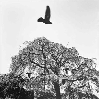 Bernard Descamps, Japon, Kyoto, 1992.