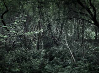 Anne-Lise Broyer, Réveil du vert, 2020.